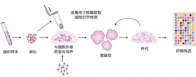 3D培养之三维结构下的细胞与类器官详解 生物器材网