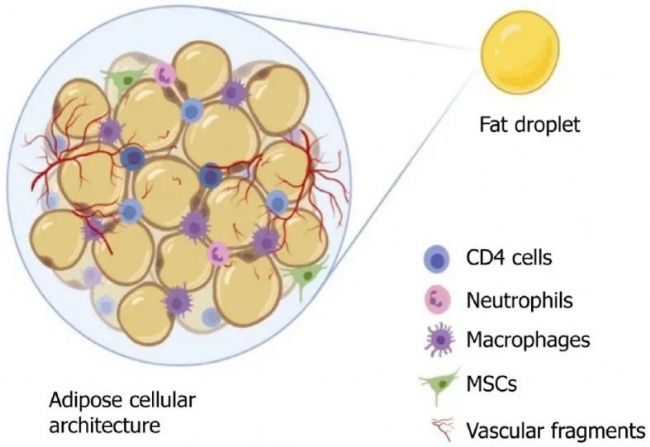 脂肪间充质干细胞ADSCs的介绍与其分离培养的详细步骤 生物器材网