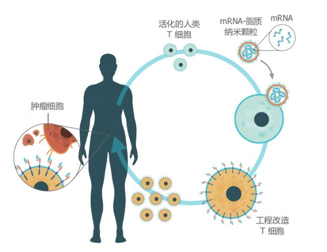 GenVoy ILM T Cell Kit for mRNA试剂盒 报价 价格 性能参数 图 加拿大 Precision