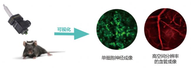 使用Inscopix系统同时获得神经元和血管血流的耦合信息-滔博生物