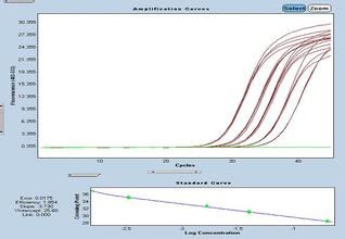 ӫⶨPCR(RT-PCR)