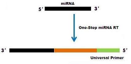 SG One-step miRNA ת¼