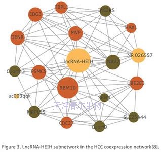 Human lncRNA  