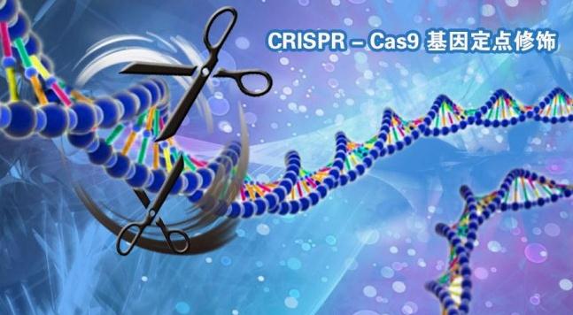 CRISPR-Cas9ֲóԼ