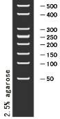 M1800 50bp DNA Ladder