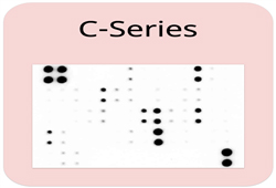 Human Growth Factor Array C1