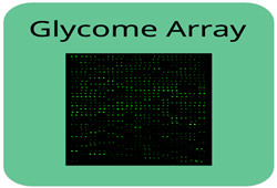 Human Glycosylation Array 1000