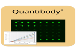 Mouse Cytokine Array GS4000