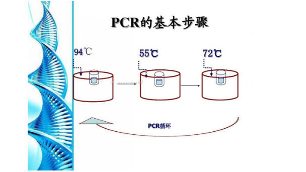 ײͨPCRԼ