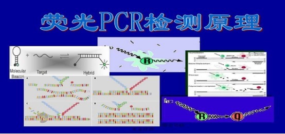 ײPCRԼ