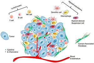 Cancer Cell  Lineϸ