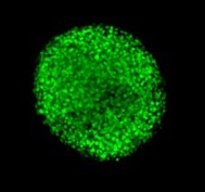 Visikol HISTO-M 3Dϸ͸Լ