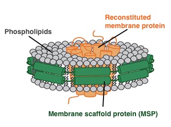 Nanodisc֬