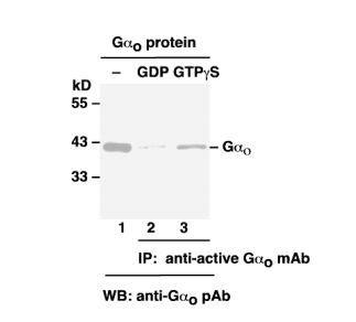 Go Activation Assay Kit