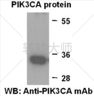 Anti PIK3CA Mouse Monoclonal Antibody