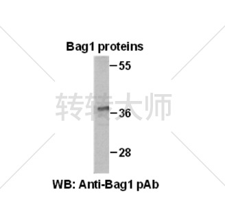 Anti-Bag1 Rabbit Polyclonal Antibody