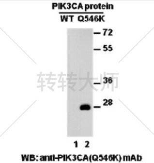 PIK3CA(Q546K) Mouse Monoclonal Antibody