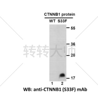 CTNNB1 (S33F) Mouse Monoclonal Antibody