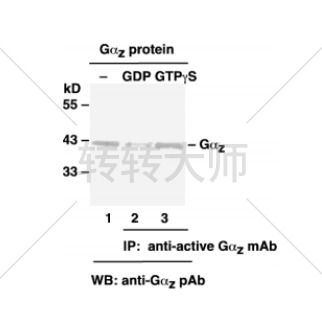 Gz Activation Assay Kit