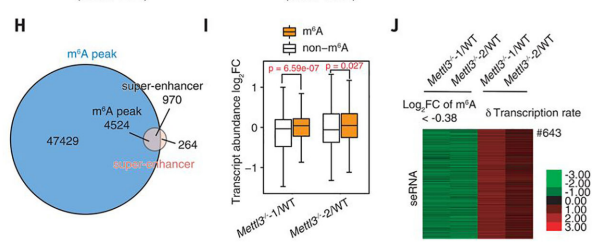 3carRNA m6A׻µٽȾɫʿת¼