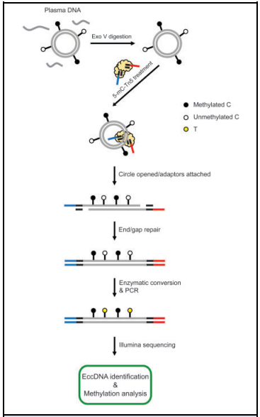 1. eccDNA׻ʵ鷽