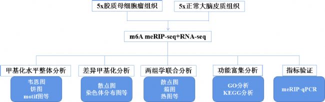 1ĸϸcircRNA m6Aα