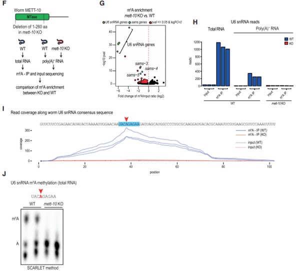  METT-10  U6 snRNA  SAM ϳø mRNA  m6A д