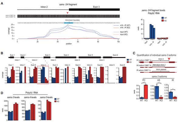 3λ m6A  SAM ϳøǰ mRNA ļ