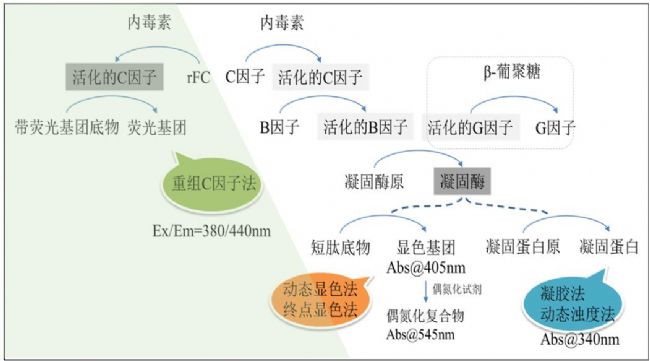 鲎和鲎试剂细菌内毒素检测的发展史及在制药和质控检测方面的应用_生物器材网