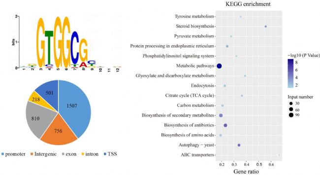 2. DAP-seq.png