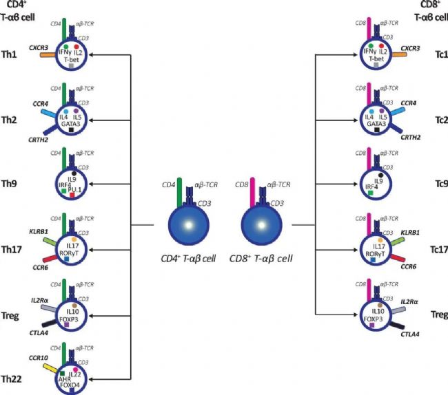 ͼ8. CD4+ TϸCDB+Tϸ[7].jpg