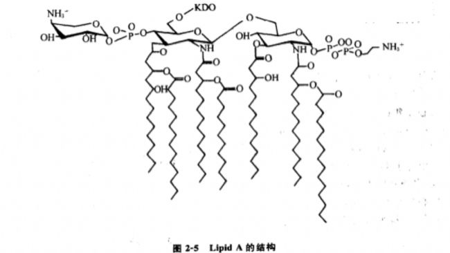 ϸڶصĽṹ֮Lipid AĽṹ