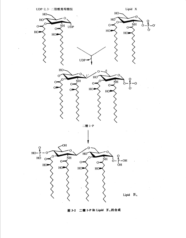 Lipid AϳɺŴѧ